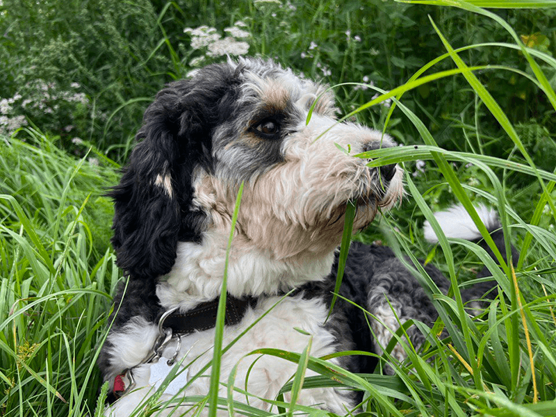 Haustiere sind im Hotel Zum Schänzchen willkommen